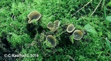Peziza succosella image