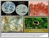 Peziza succosella image