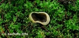 Peziza succosella image