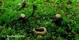Peziza succosella image