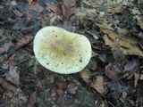 Amanita flavorubens image