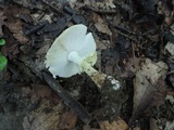 Amanita flavorubens image