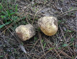 Rhizopogon ochraceorubens image