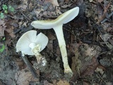 Amanita flavorubens image
