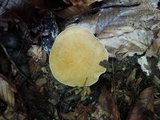 Polyporus radicatus image