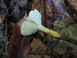Polyporus radicatus image