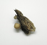 Simocybe centunculus var. centunculus image