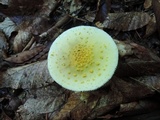 Amanita flavorubens image