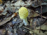 Amanita flavorubens image