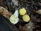 Amanita flavorubens image