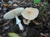 Amanita amerirubescens image