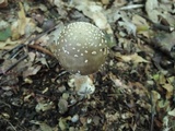 Amanita brunnescens image