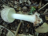 Amanita brunnescens image