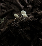 Strobilurus trullisatus image