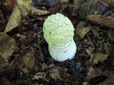 Amanita velatipes image