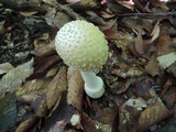 Amanita velatipes image