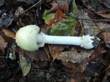 Amanita velatipes image