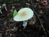 Amanita velatipes image