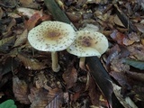 Amanita multisquamosa image