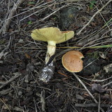 Suillus caerulescens image