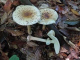 Amanita multisquamosa image