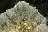 Bjerkandera adusta image