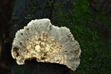 Bjerkandera adusta image