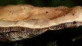 Bjerkandera adusta image