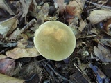 Boletus variipes image