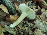 Lactarius fumosus image