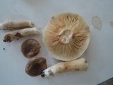 Lactarius fumosus image