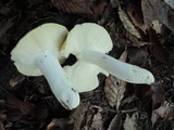 Russula ochroleucoides image