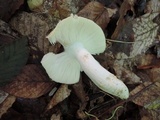 Russula ochroleucoides image