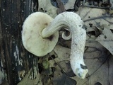 Leccinum pseudoscabrum image