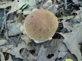 Leccinum pseudoscabrum image