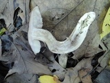 Leccinum pseudoscabrum image