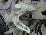 Leccinum pseudoscabrum image