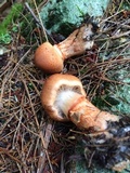 Cortinarius armillatus image