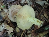 Lactarius maculatus image