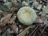Lactarius maculatus image