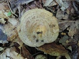 Lactarius maculatus image