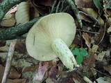 Lactarius maculatus image