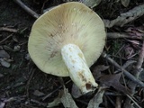 Lactarius maculatus image