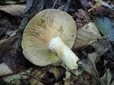 Lactarius maculatus image