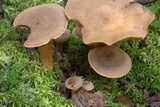 Lactarius helvus image