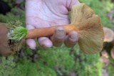 Lactarius helvus image