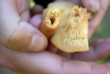 Lactarius helvus image
