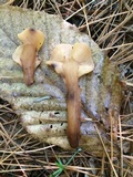 Spathulariopsis velutipes image