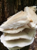 Climacodon septentrionalis image