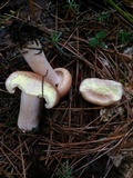 Lactarius vinaceorufescens image